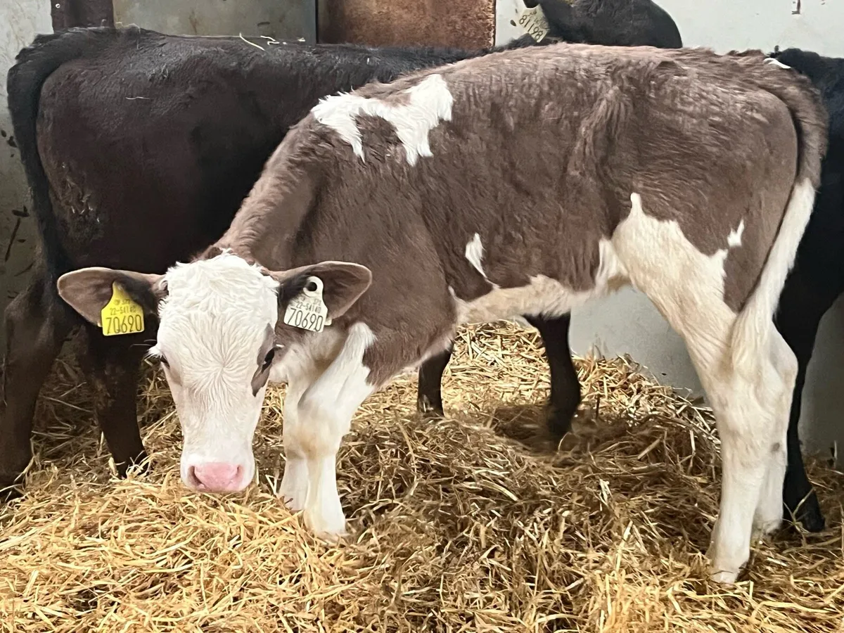Reared Continental Heifer Calves - Image 3