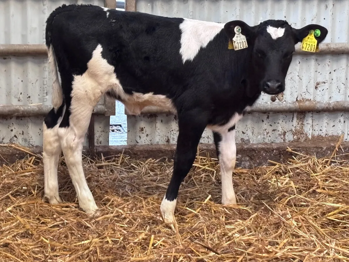 Top quality Freisan heifer calf for sale - Image 1