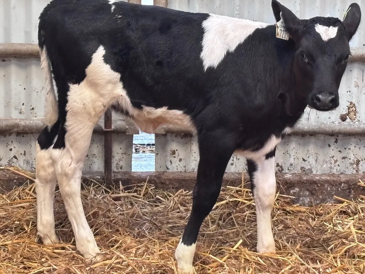 Top quality Freisan heifer calf for sale - Image 3