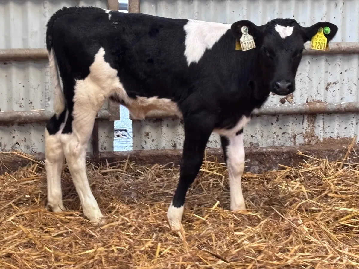 Top quality Freisan heifer calf for sale - Image 2