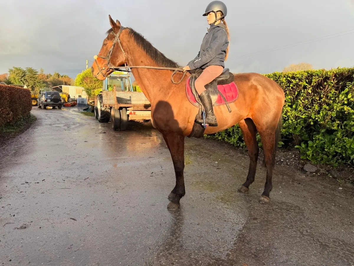 ❌Thoroughbred riders wanted ❌ - Image 2