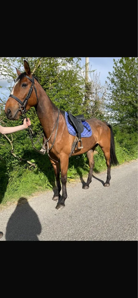 ❌Thoroughbred riders wanted ❌ - Image 1
