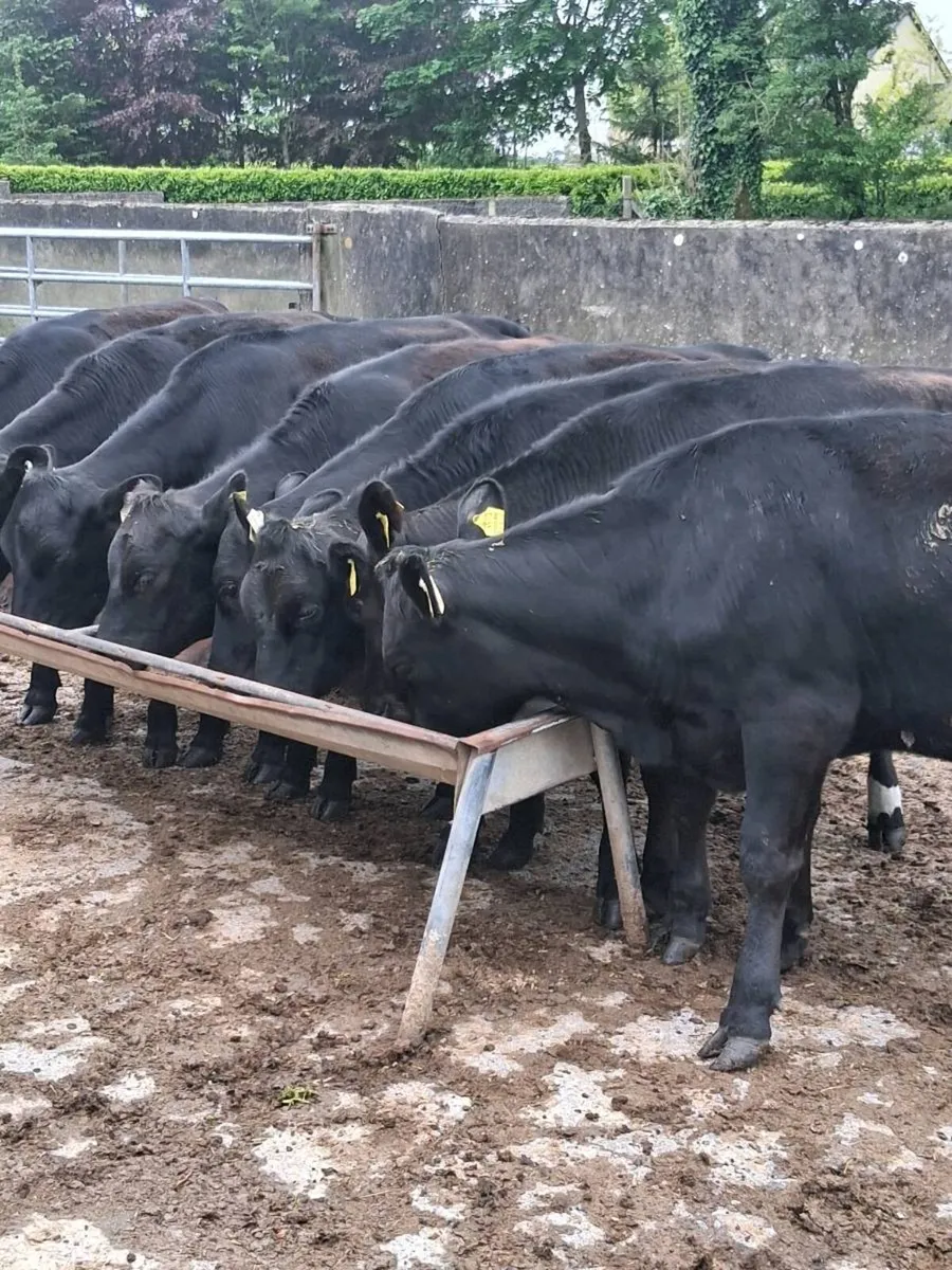 8 top quality angus heifers feb/ Mar 2025 born. - Image 2