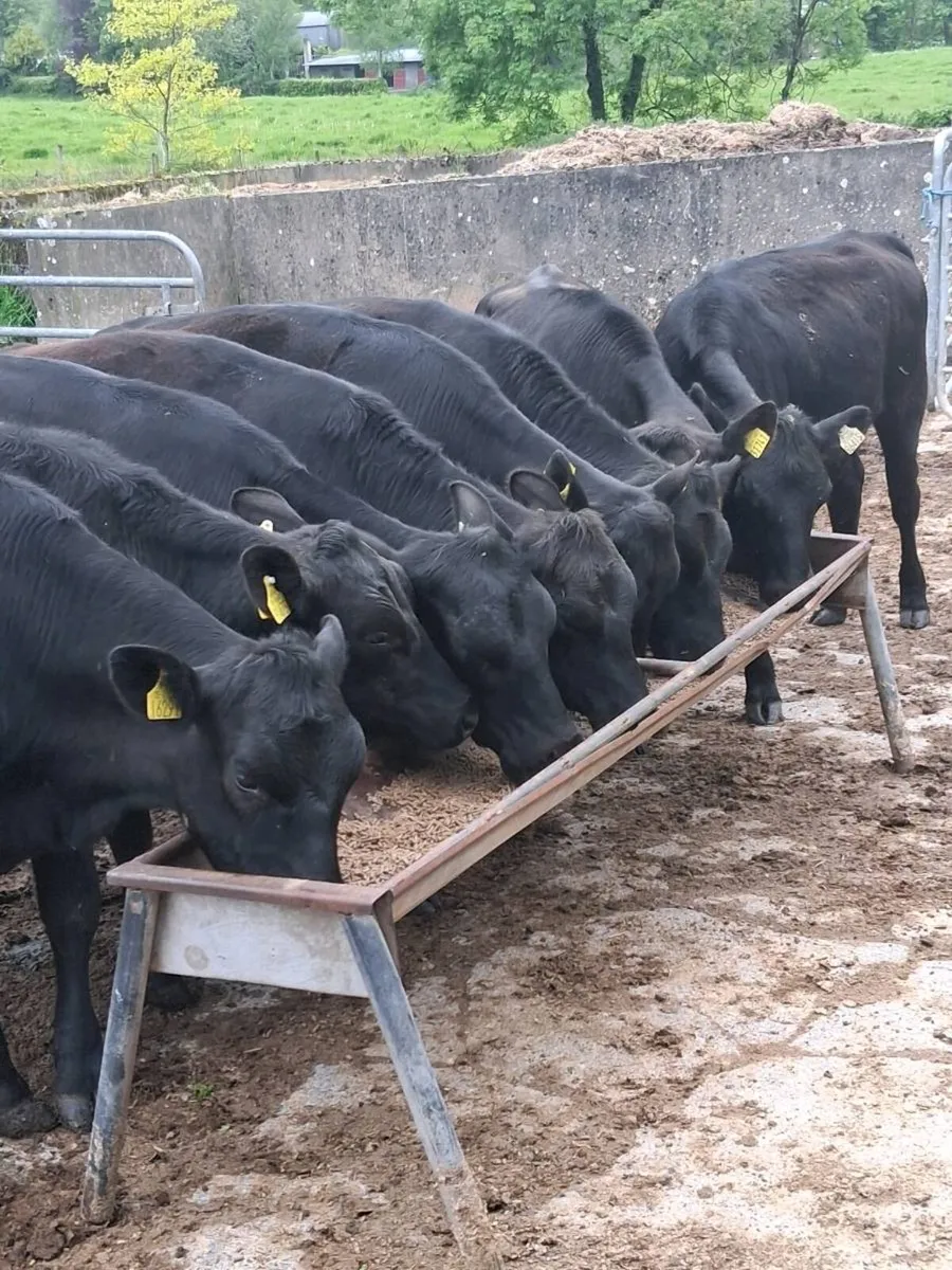 8 top quality angus heifers feb/ Mar 2025 born. - Image 3