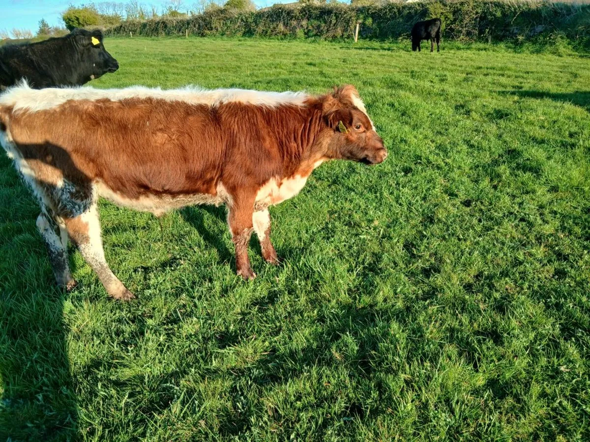 Bulls - Image 2
