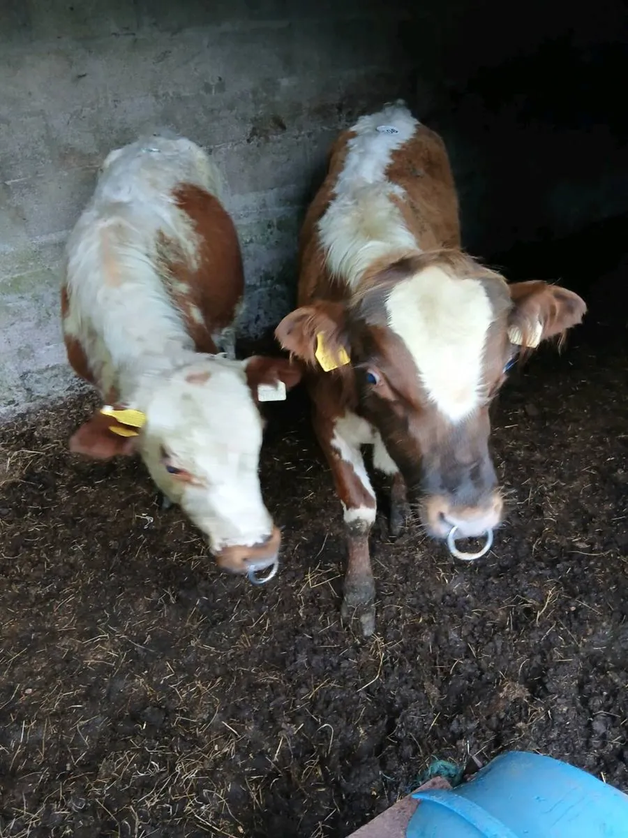 Bulls - Image 1