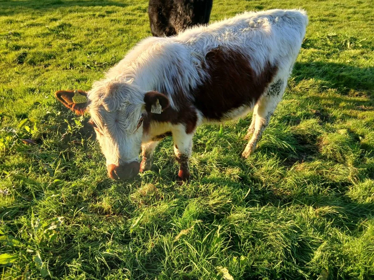 Bulls - Image 3