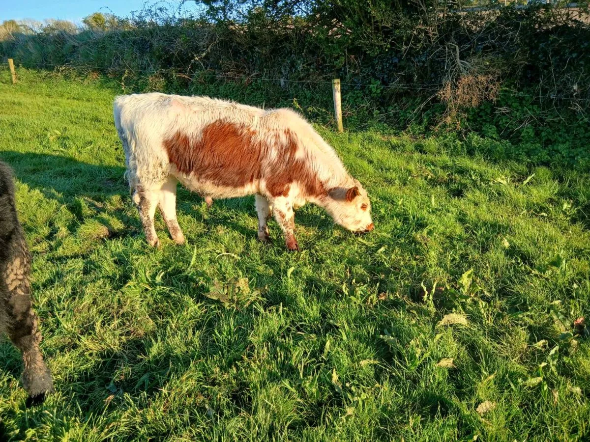 Bulls - Image 4