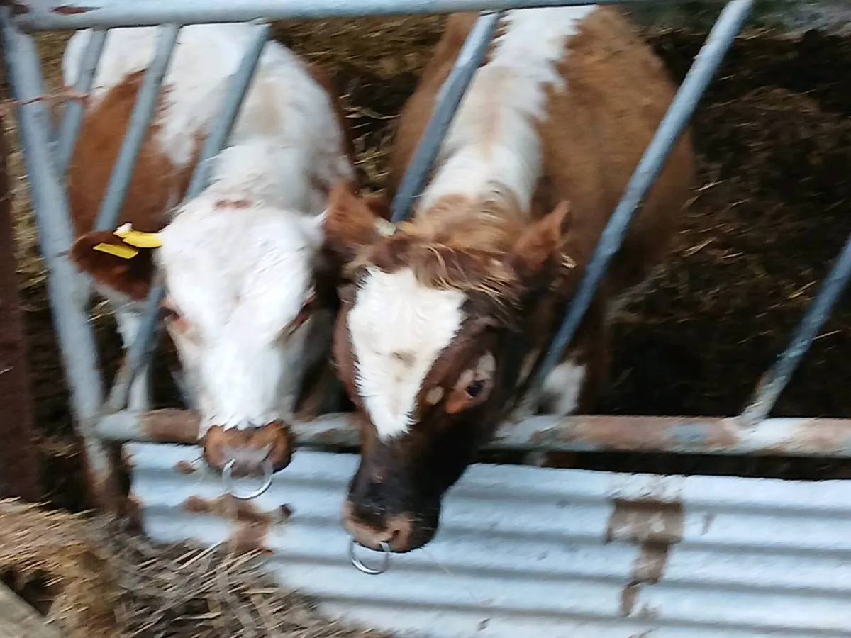 Irish Moil Pedigree bull - Image 3