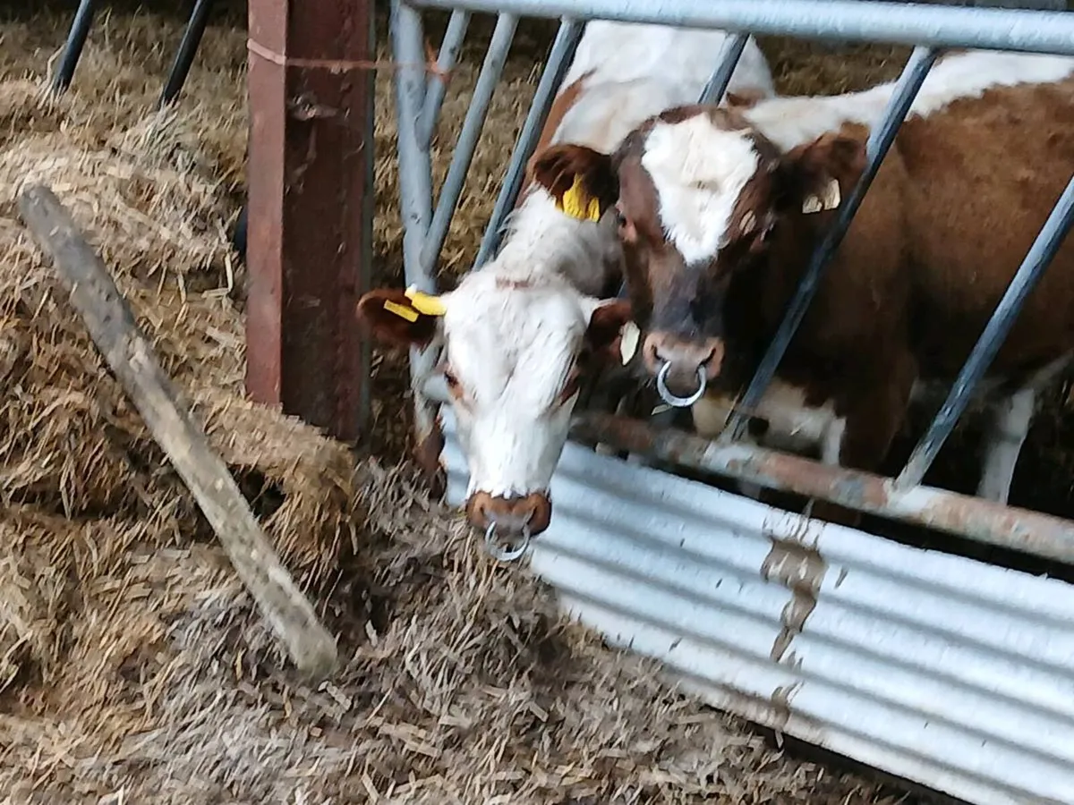 Irish Moil Pedigree bull - Image 4