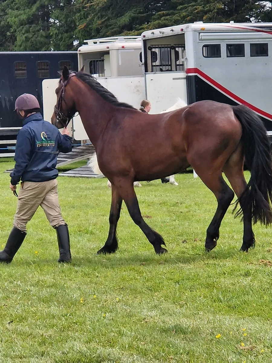 4 yr old 14.3 connie mare - Image 2