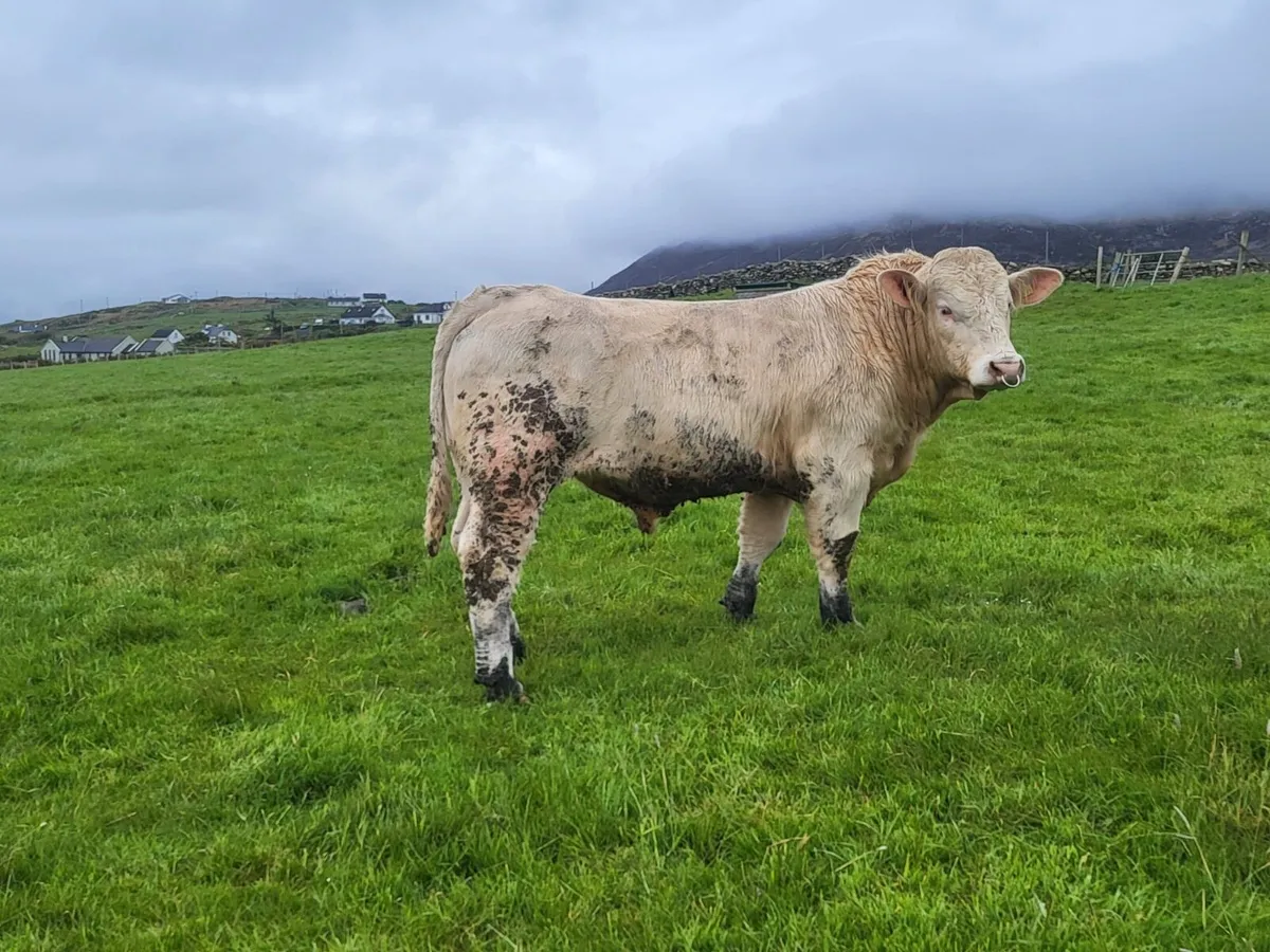 PBR Charolais Bull - Image 1