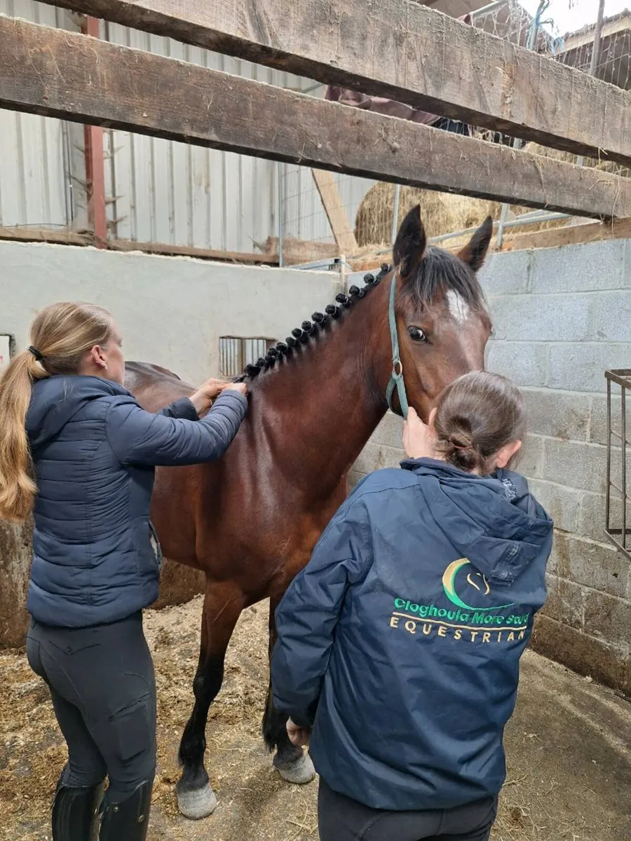 4 yr old 14.3 connie mare - Image 3