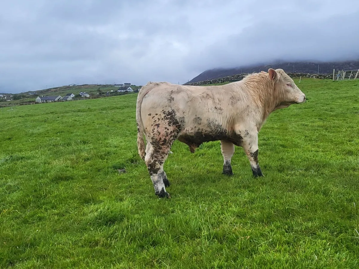 PBR Charolais Bull - Image 2