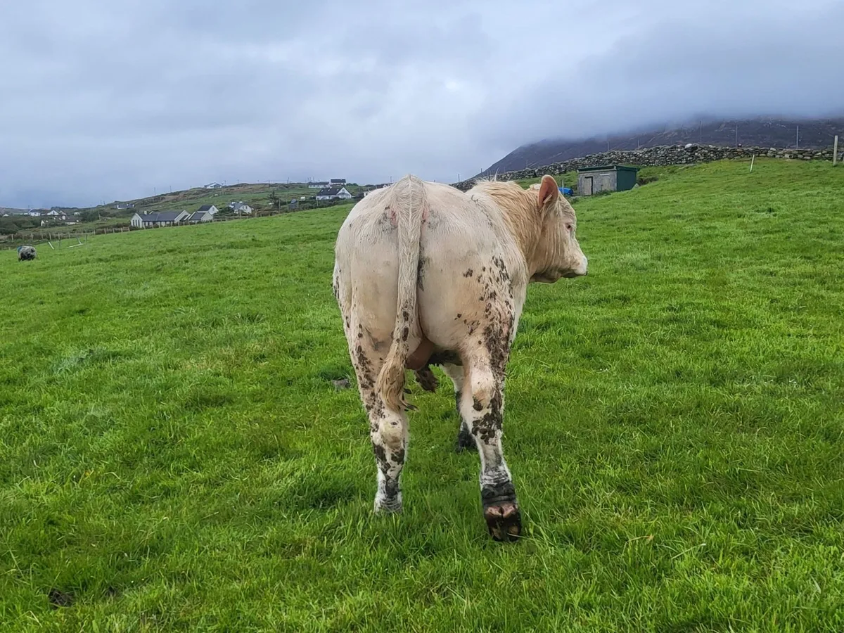 PBR Charolais Bull - Image 3