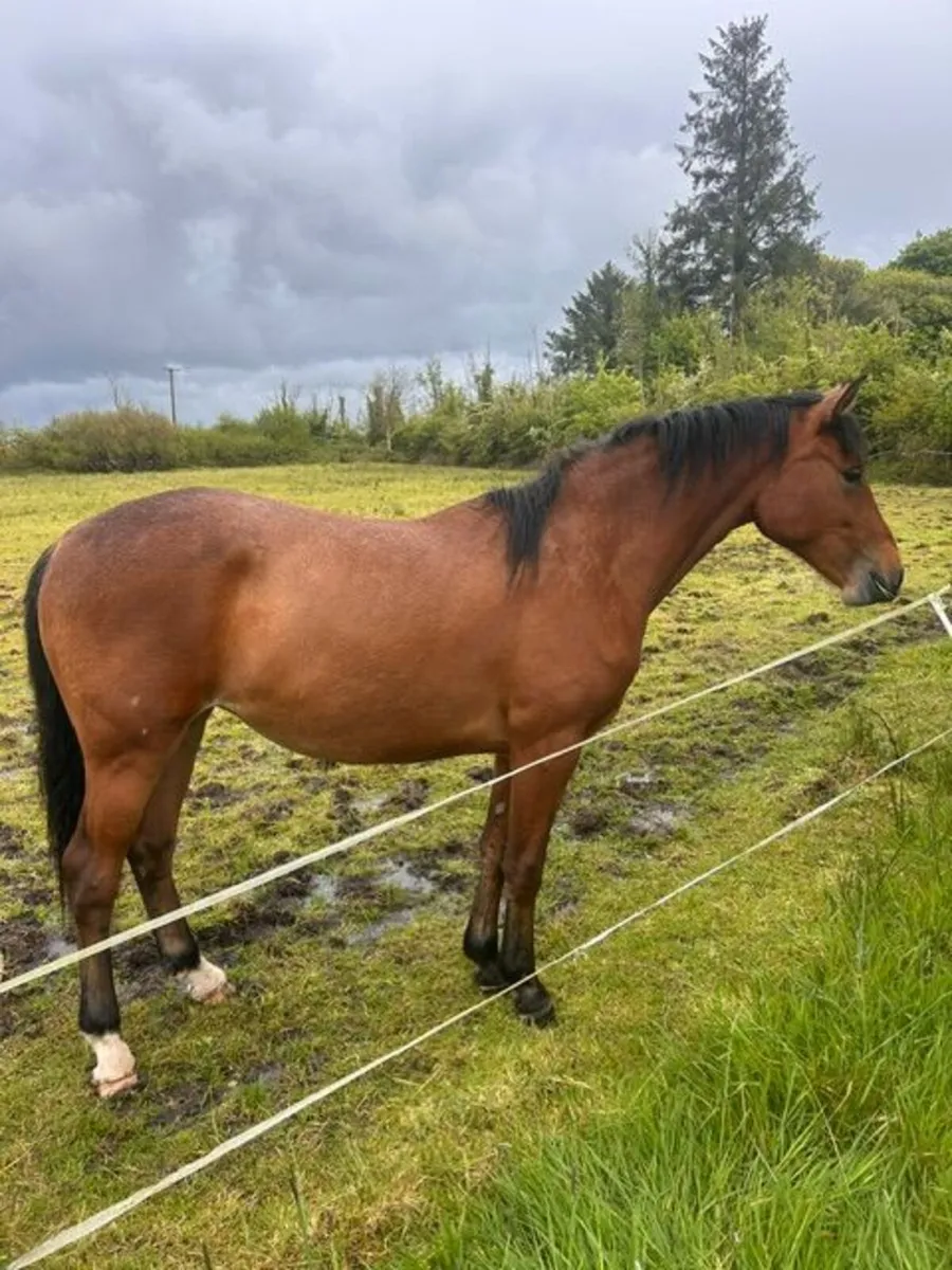 HANS filly for sale - Image 2