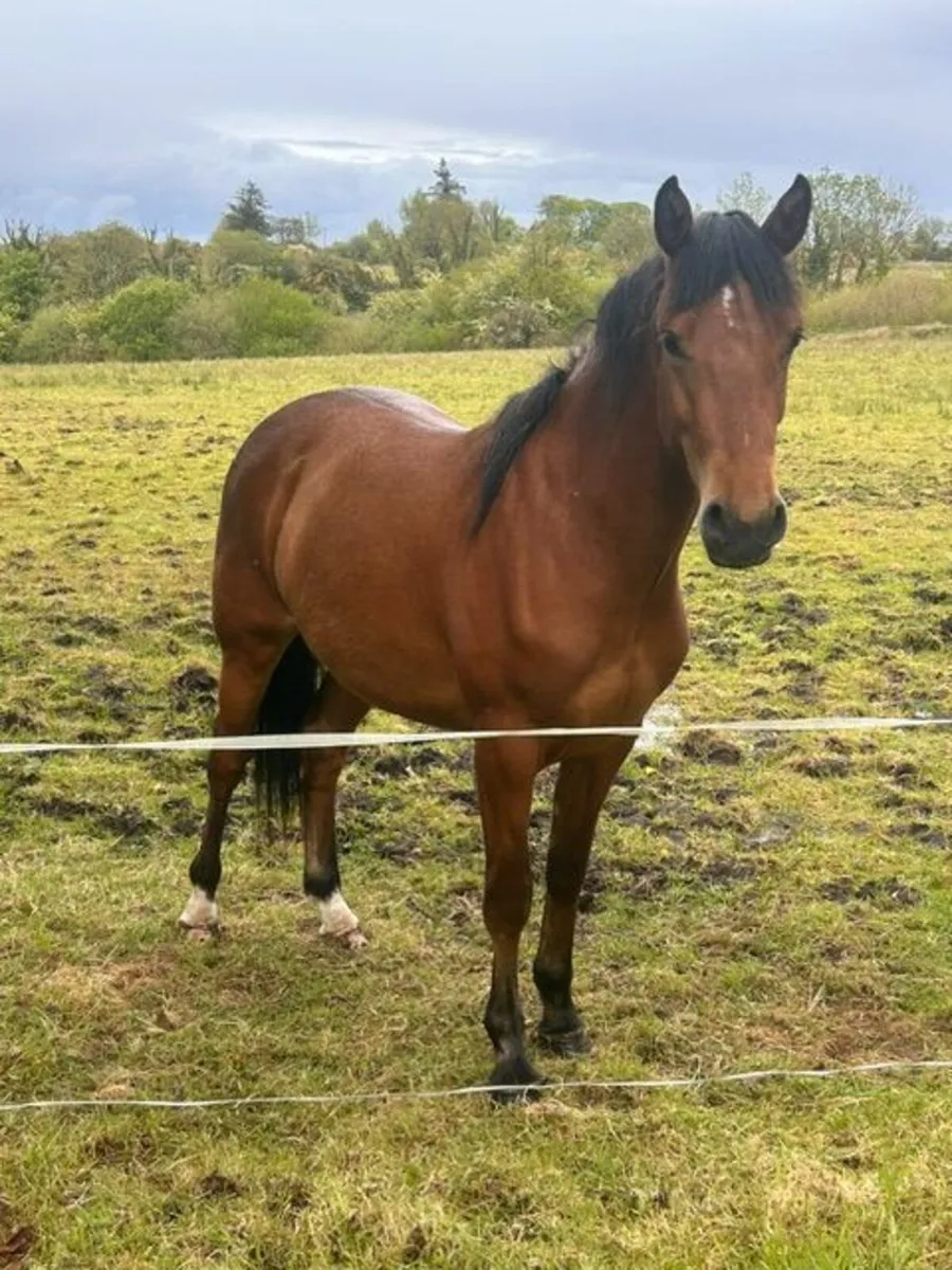 HANS filly for sale - Image 1