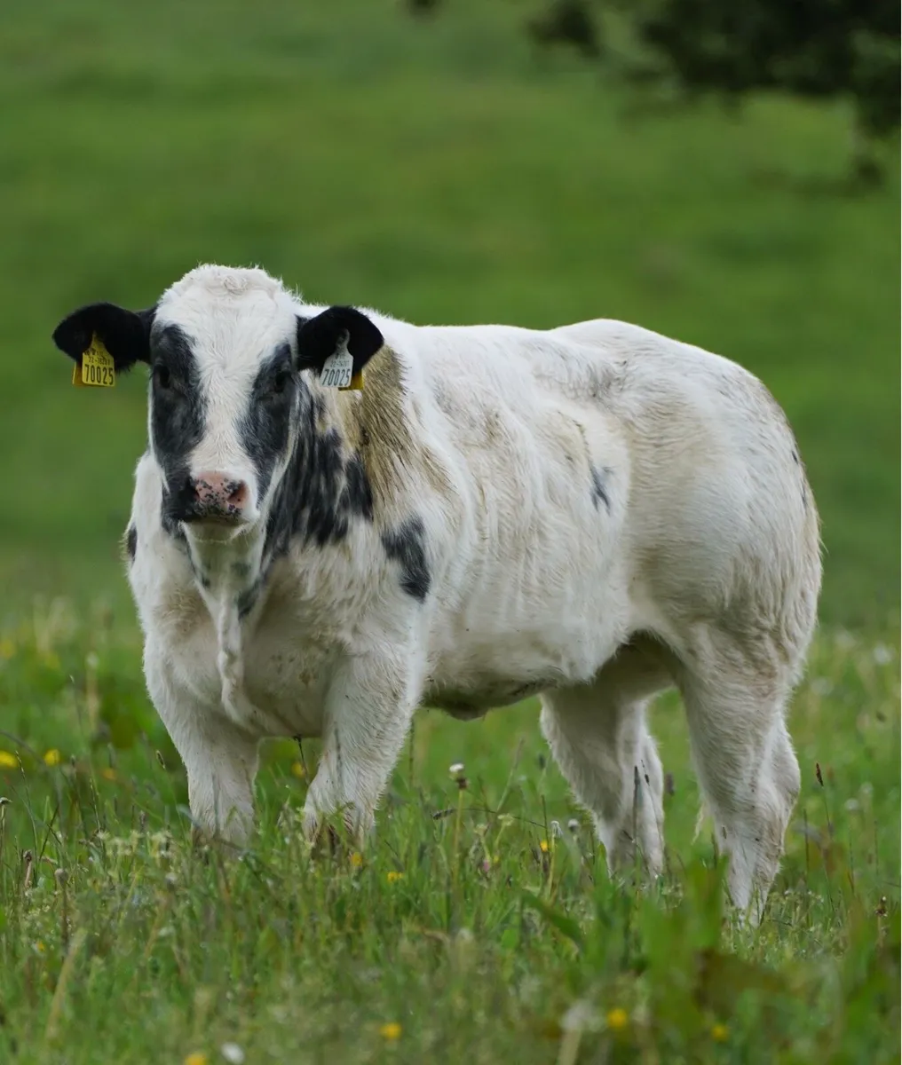 Lot no 2614  Bbx cow and bbx show heifer calf - Image 4