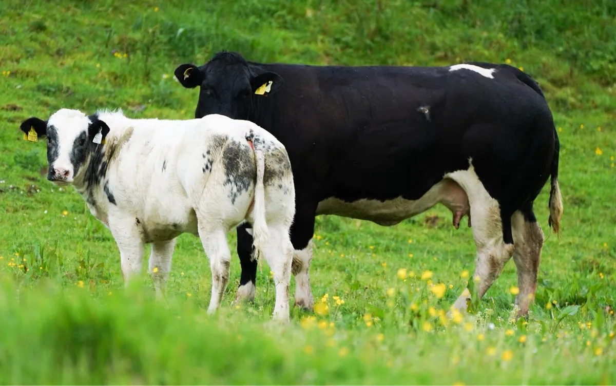 Lot no 2614  Bbx cow and bbx show heifer calf - Image 2