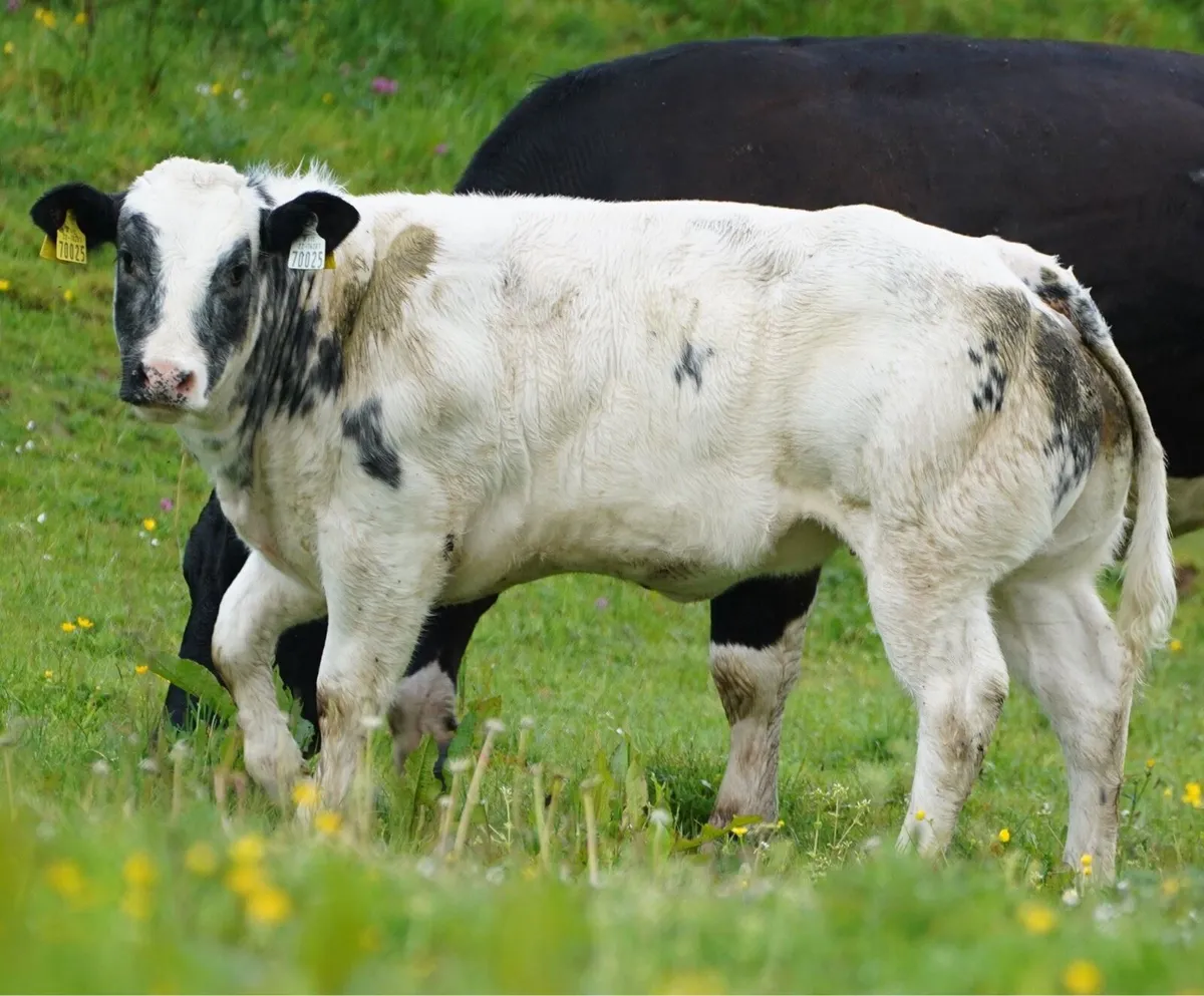 Lot no 2614  Bbx cow and bbx show heifer calf - Image 3