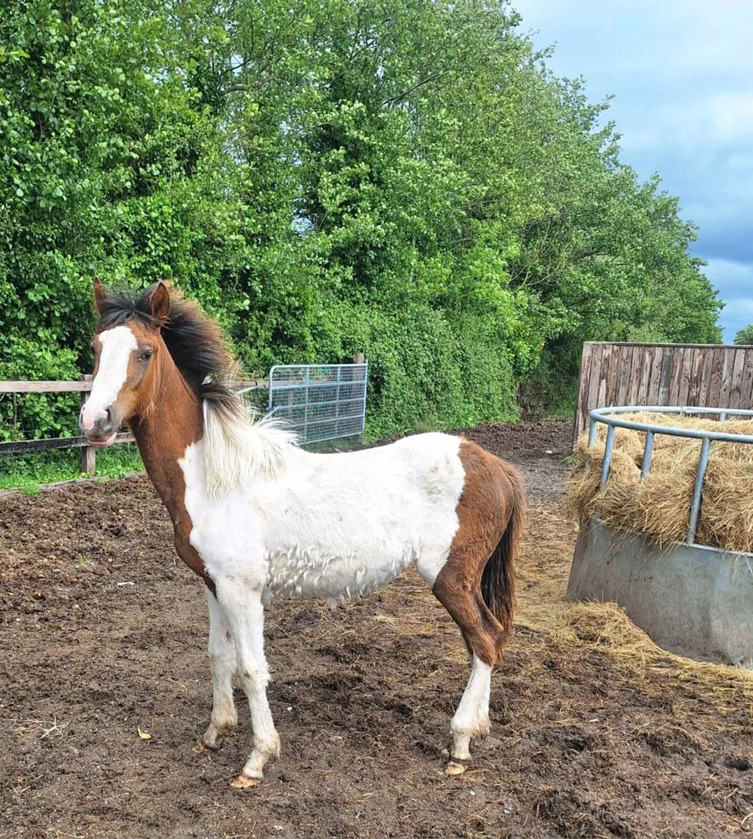 11 month old sports horse filly - Image 3