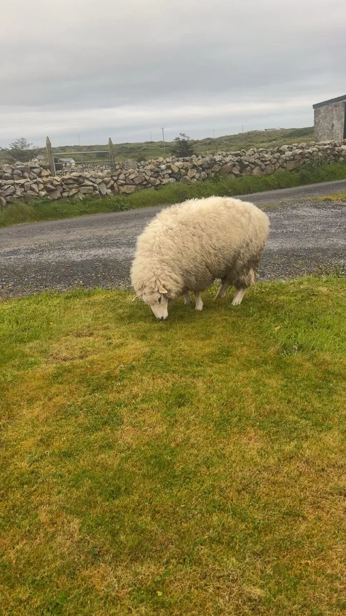 Purebred Galway Ram - Image 1