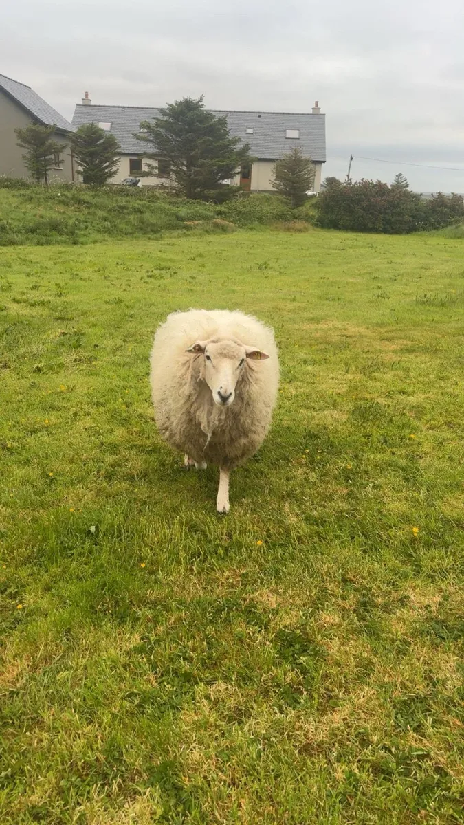 Purebred Galway Ram - Image 2