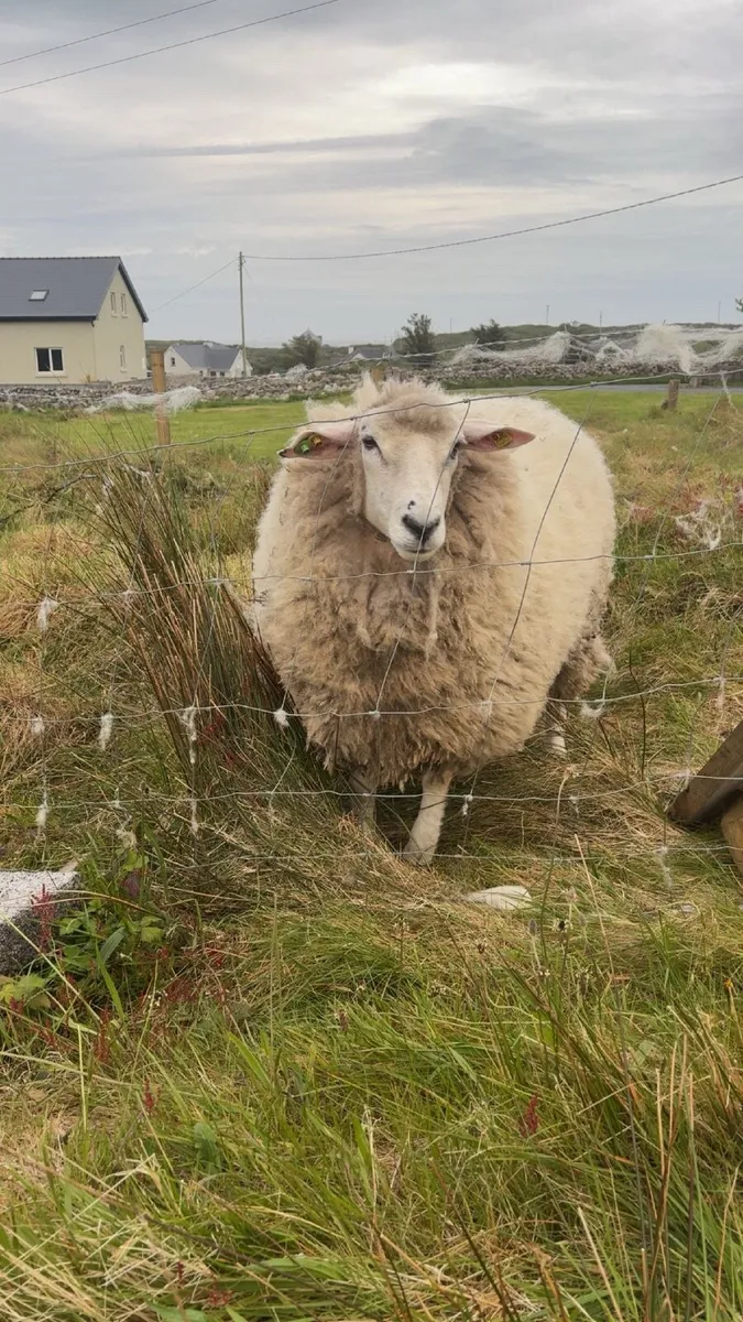 Purebred Galway Ram - Image 3