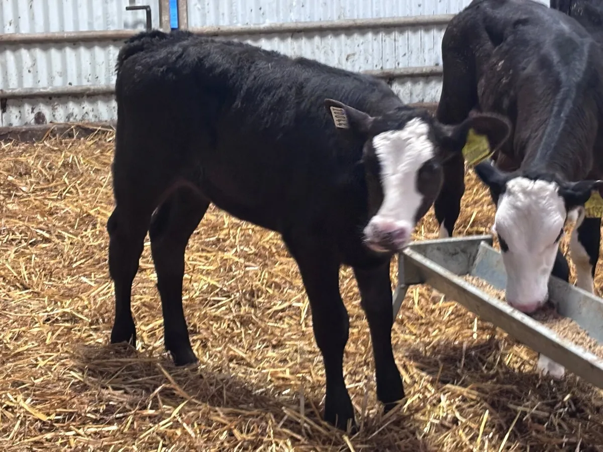 3 reared Angus & Hereford heifer calves for sale - Image 2