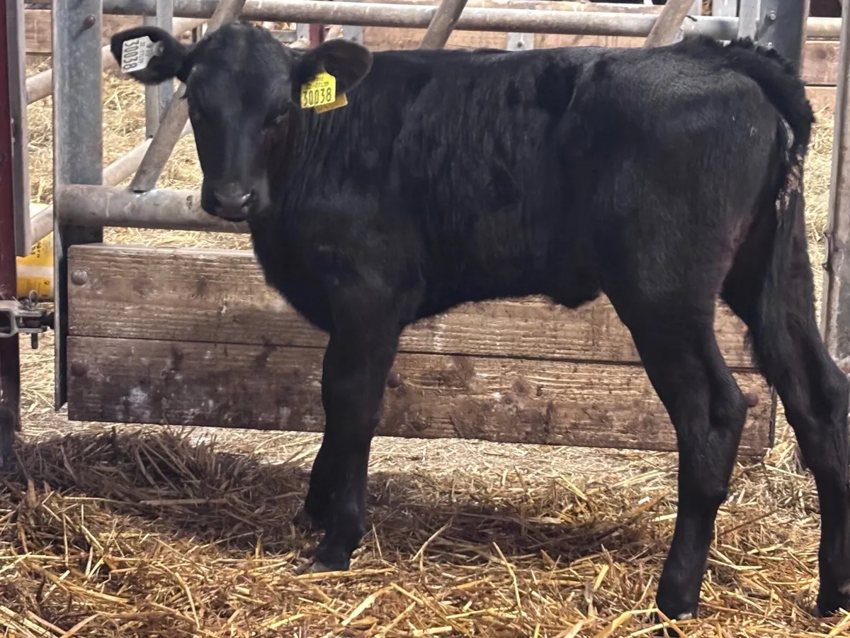 3 reared Angus & Hereford heifer calves for sale - Image 3