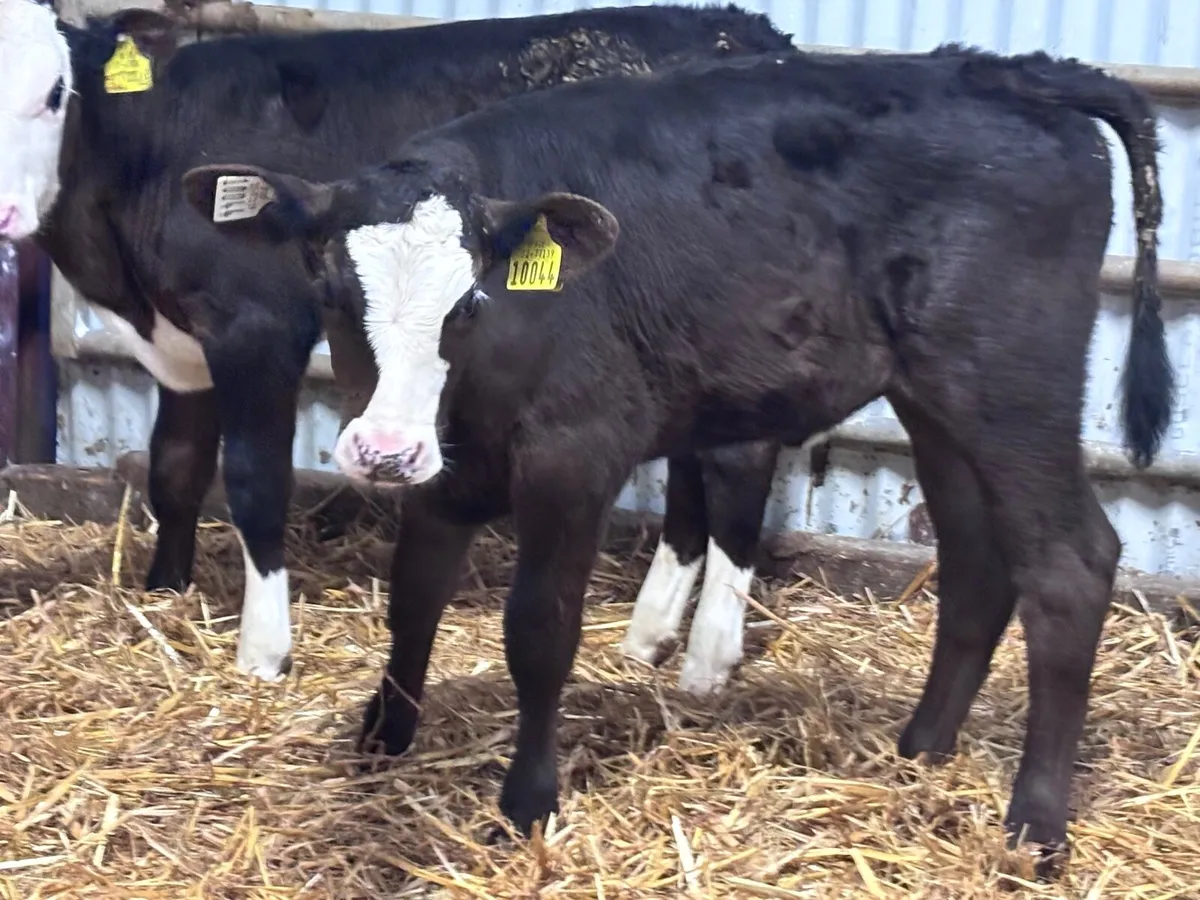 3 reared Angus & Hereford heifer calves for sale - Image 4