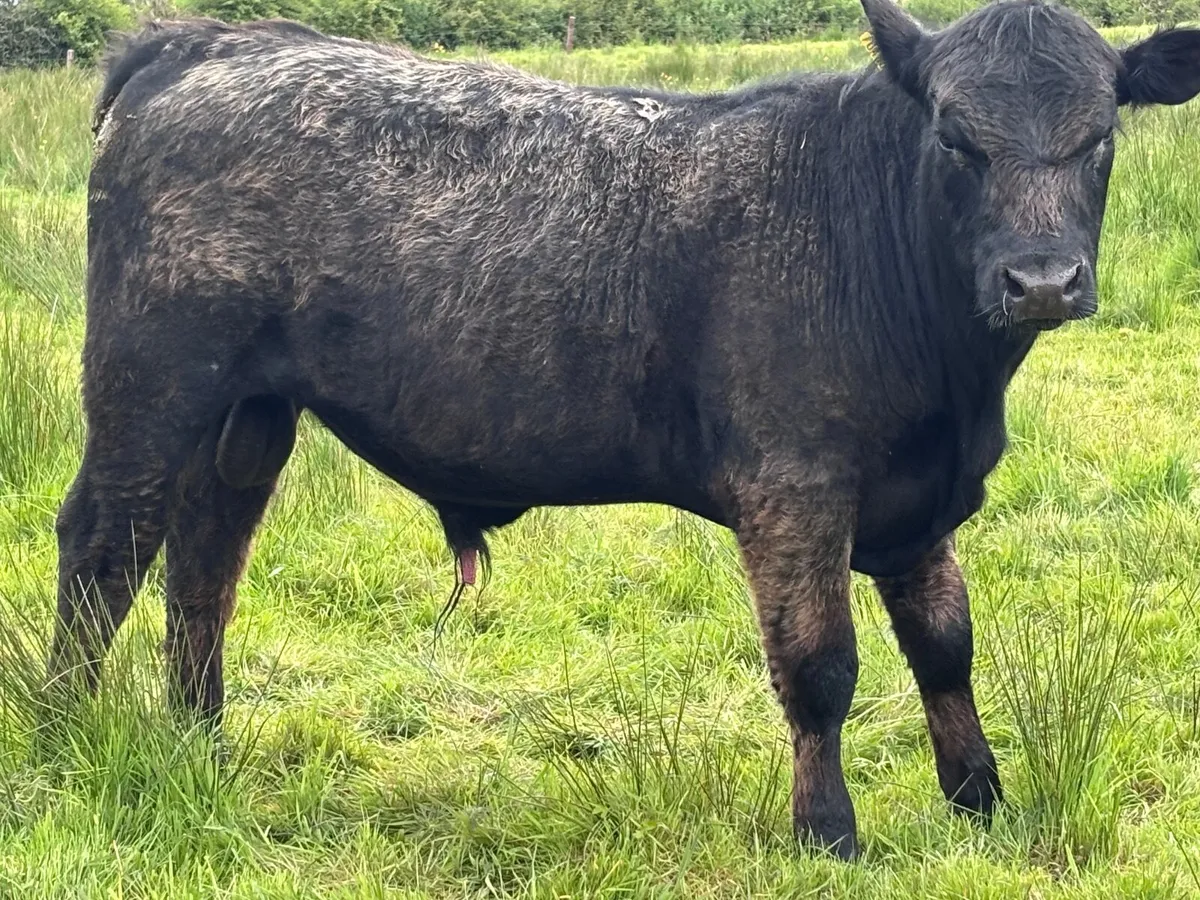 P.B.N.R Angus bull Weanling for sale - Image 2