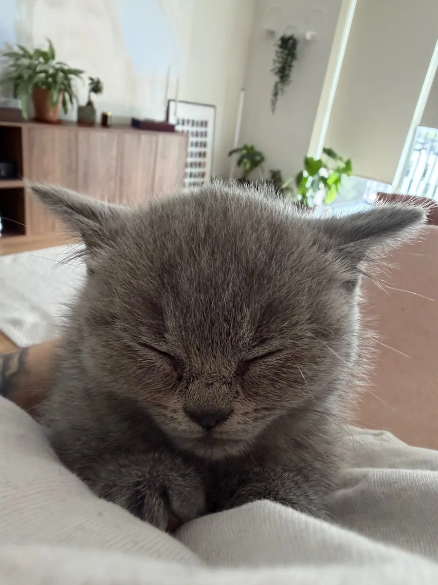 British Shorthair Kitten - Image 3