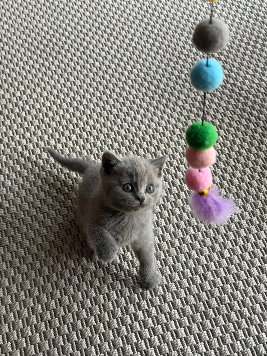 British Shorthair Kitten - Image 4
