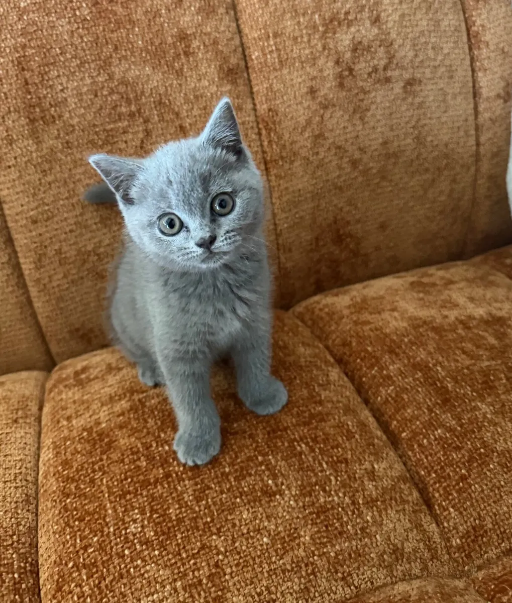 British Shorthair Kitten - Image 1