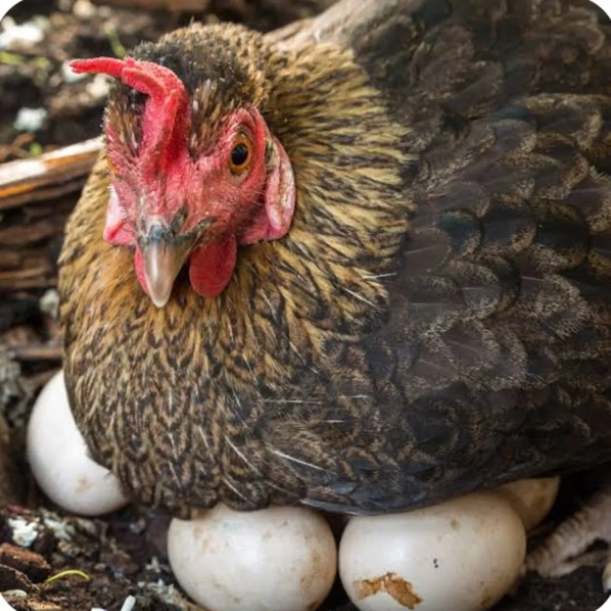 Setting / Broody Hen WANTED