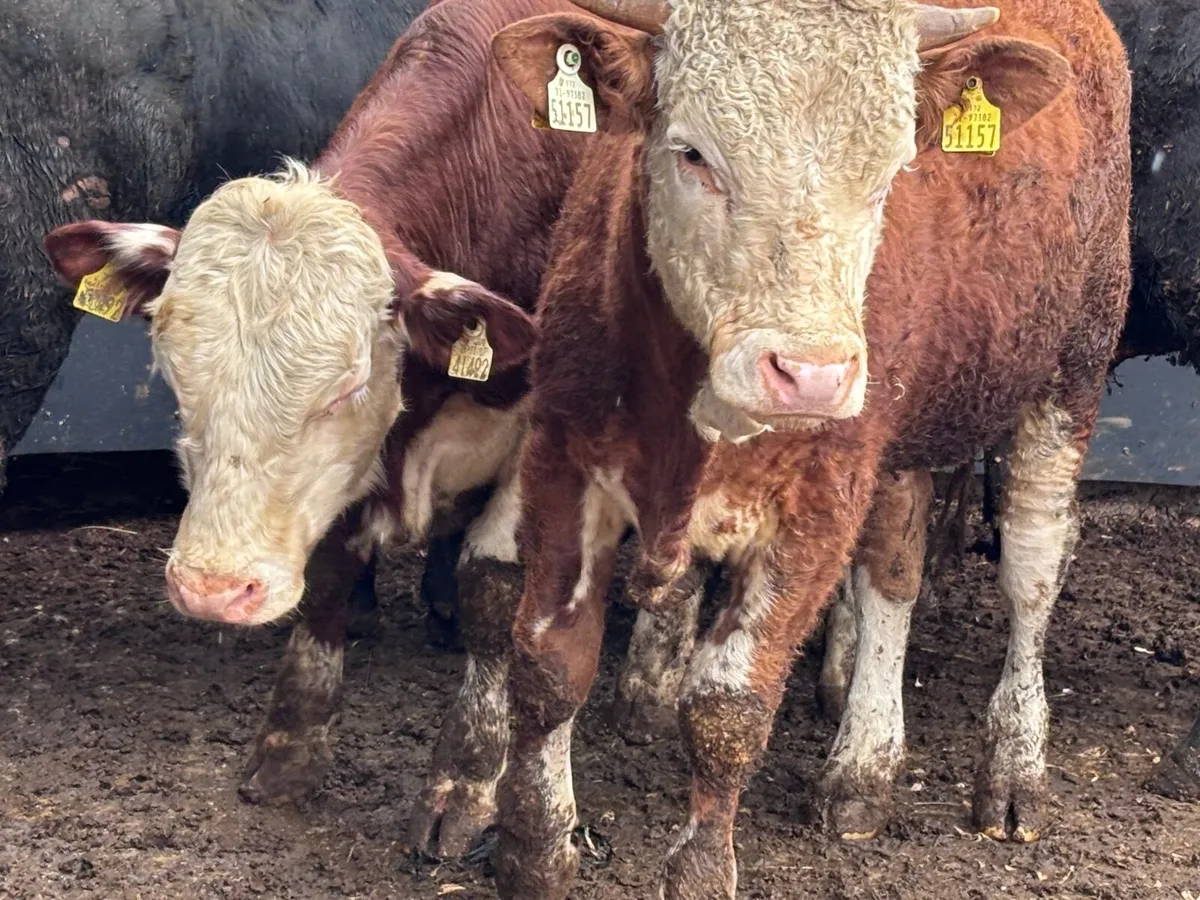 7 top quality bulls weanlings for sale - Image 2