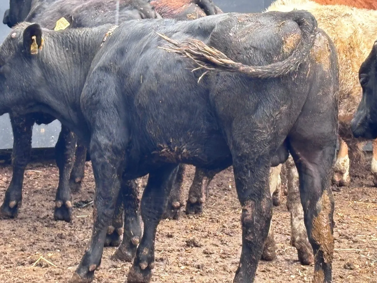 7 top quality bulls weanlings for sale - Image 3