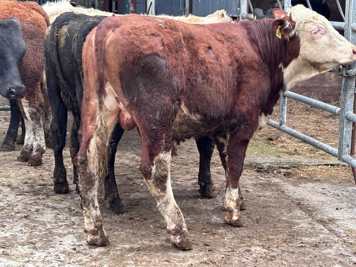 7 top quality bulls weanlings for sale - Image 4