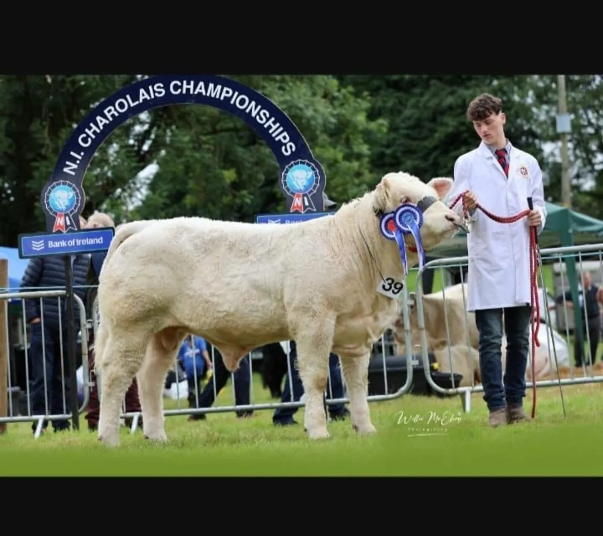 Charolais Bull - Image 2