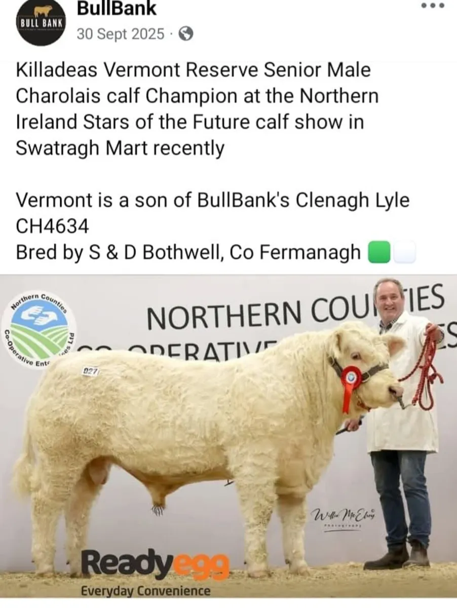 Charolais Bull - Image 1
