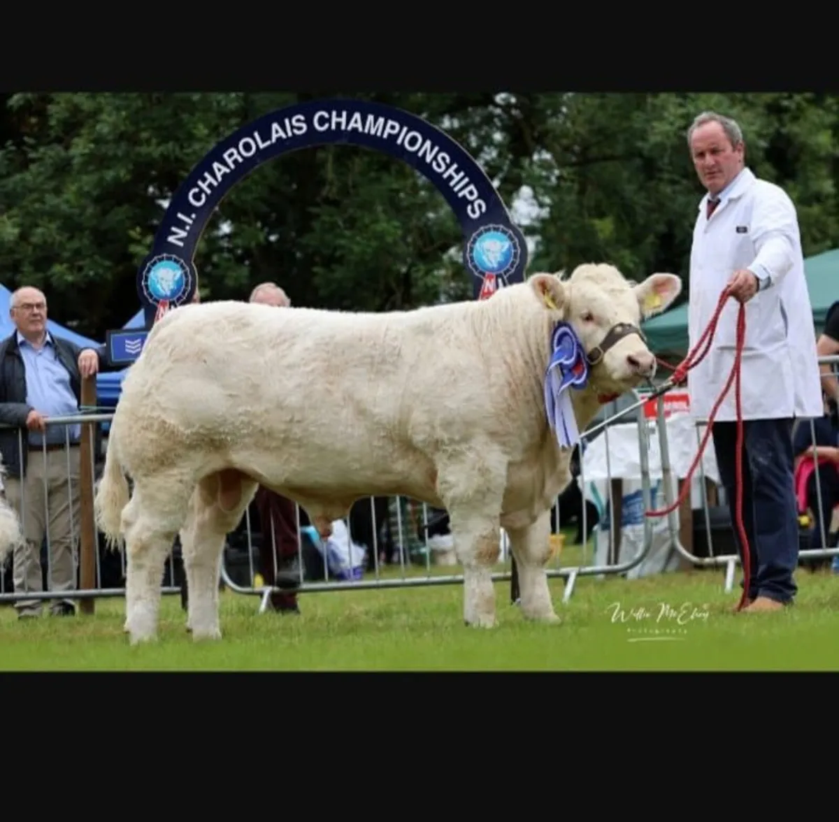 Charolais Bull - Image 3