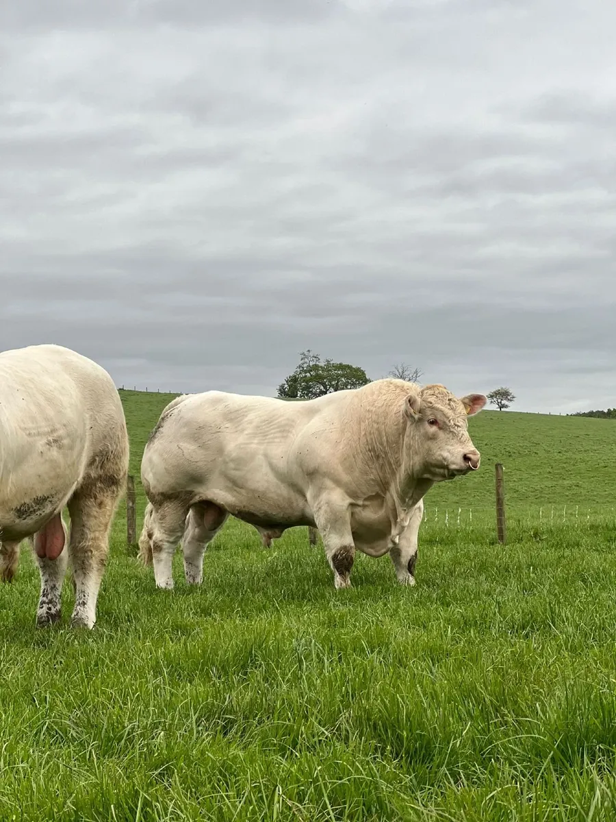 Charolais Bull - Image 4