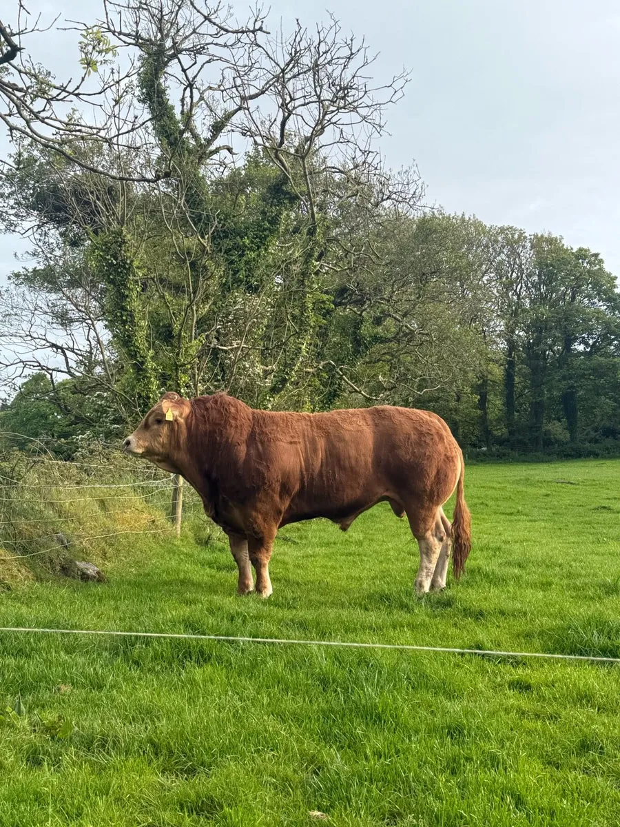 🔺Lot 36 Irish Limousin Roscommon show & sale - Image 4