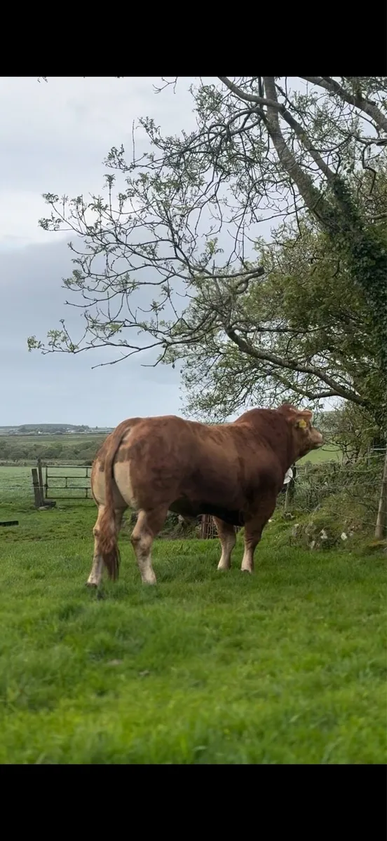 🔺Lot 36 Irish Limousin Roscommon show & sale - Image 2