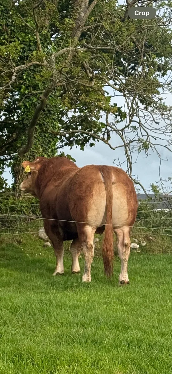 🔺Lot 36 Irish Limousin Roscommon show & sale - Image 1