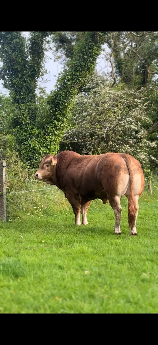 🔺Lot 36 Irish Limousin Roscommon show & sale - Image 3