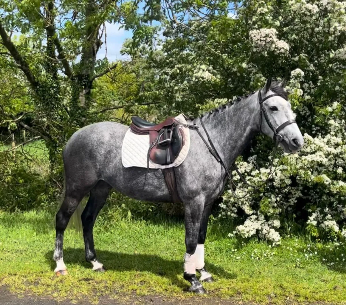 Rosie - Image 1