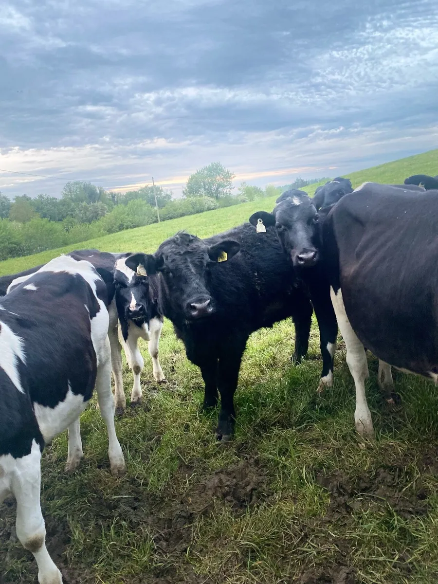 Angus Bull - Image 1