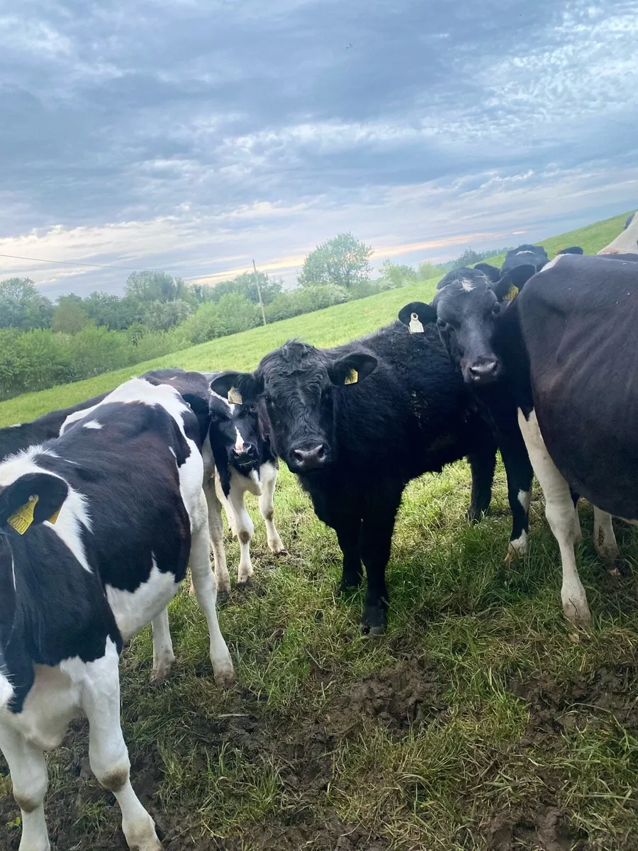 Angus Bull - Image 2